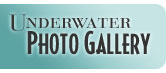 Underwater Photo Gallery